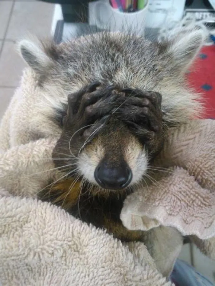 86 Trash Panda Pics That Prove They're The Cutest Animal In The World