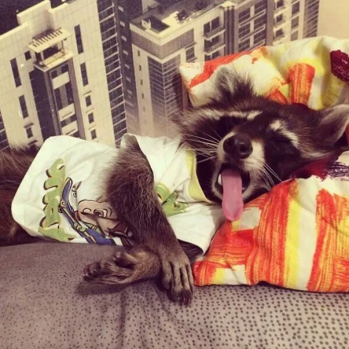 86 Trash Panda Pics That Prove They're The Cutest Animal In The World