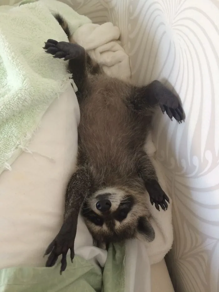 86 Trash Panda Pics That Prove They're The Cutest Animal In The World