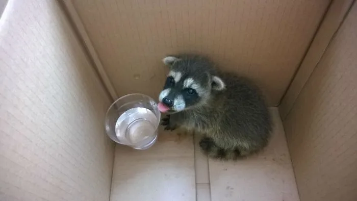 86 Trash Panda Pics That Prove They're The Cutest Animal In The World