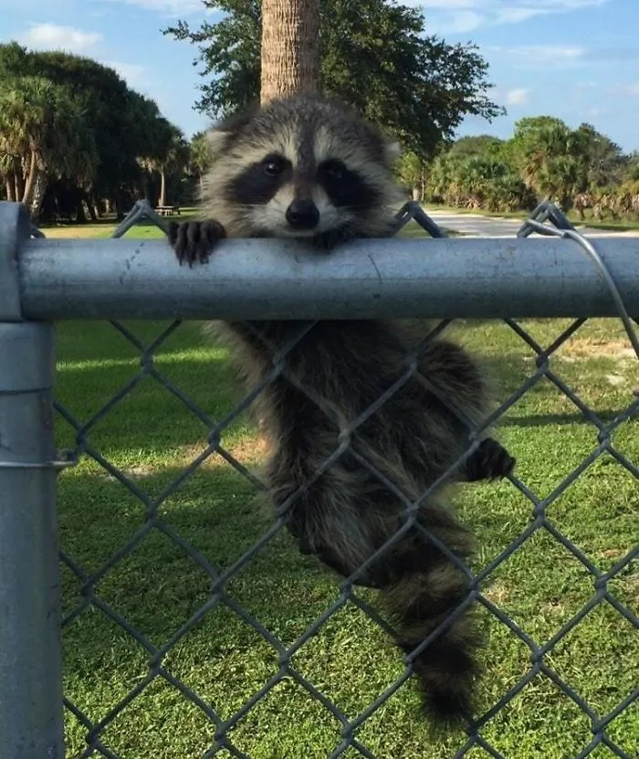 86 Trash Panda Pics That Prove They're The Cutest Animal In The World