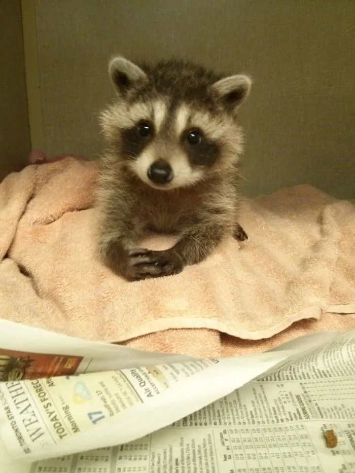 10+ Fotos de mapaches  que demuestran que son unos de los animales más adorables del mundo