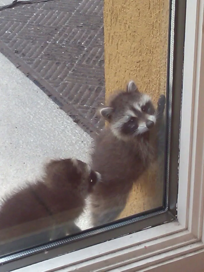 86 Trash Panda Pics That Prove They're The Cutest Animal In The World