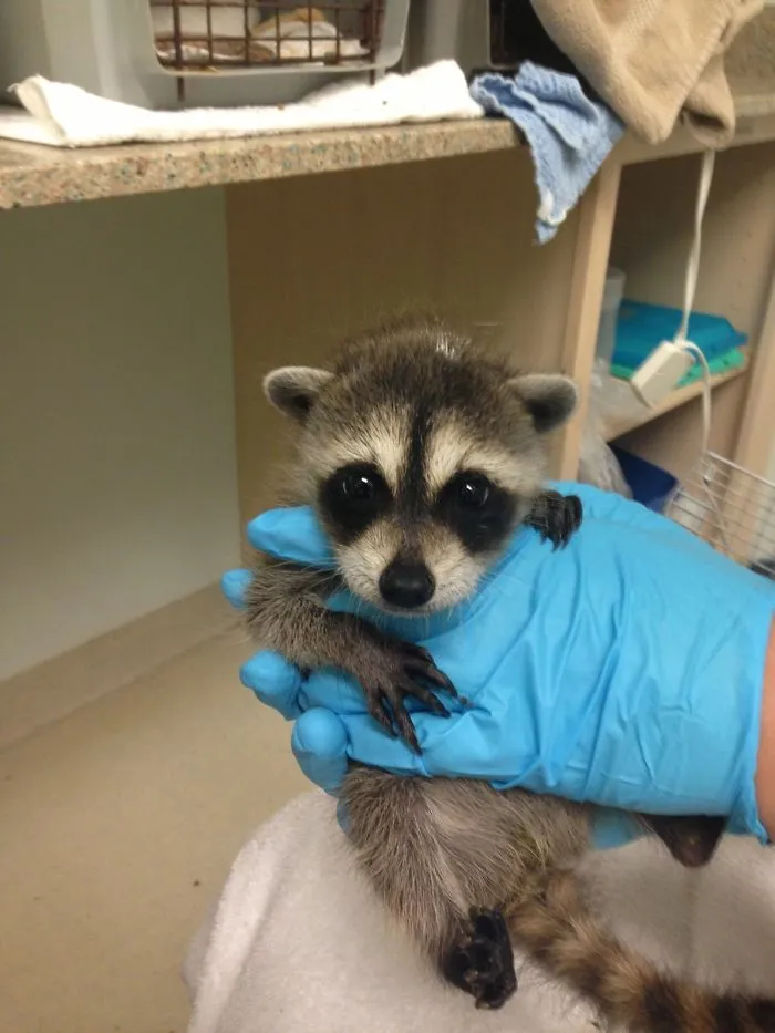 86 Trash Panda Pics That Prove They're The Cutest Animal In The World