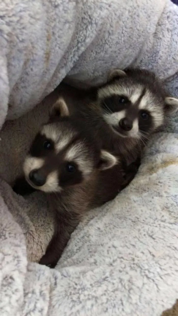 86 Trash Panda Pics That Prove They're The Cutest Animal In The World