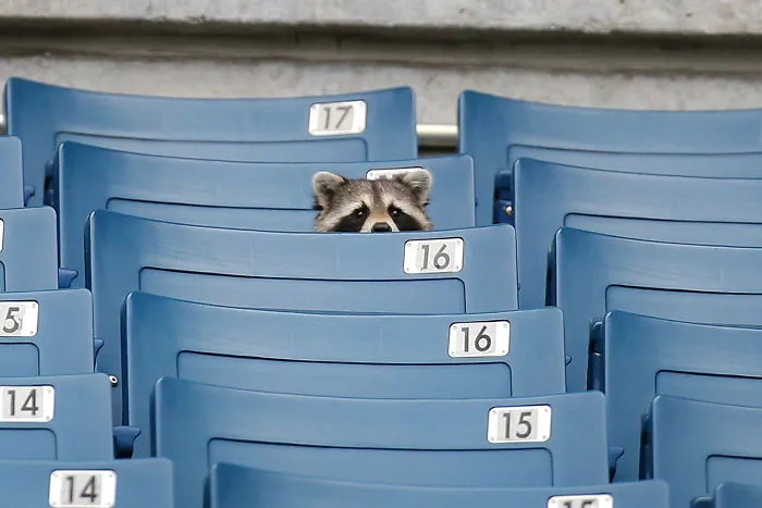 10+ Fotos de mapaches  que demuestran que son unos de los animales más adorables del mundo