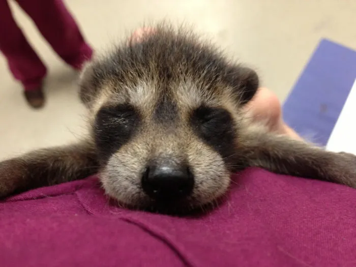 86 Trash Panda Pics That Prove They're The Cutest Animal In The World