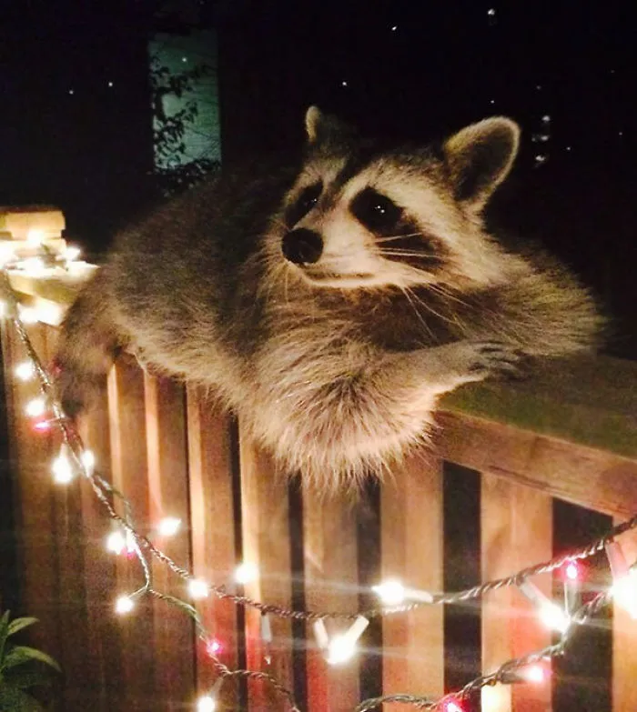 10+ Fotos de mapaches  que demuestran que son unos de los animales más adorables del mundo