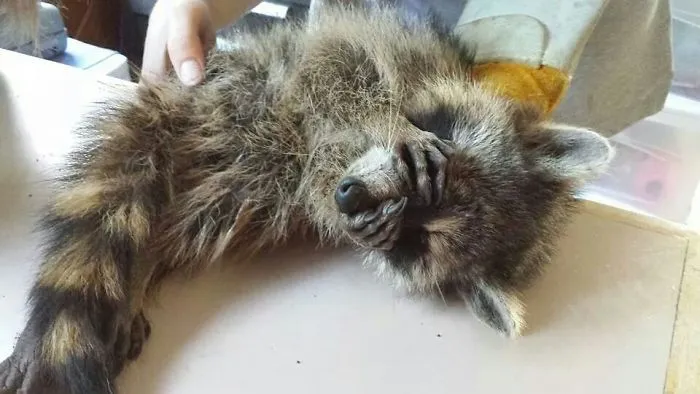 86 Trash Panda Pics That Prove They're The Cutest Animal In The World