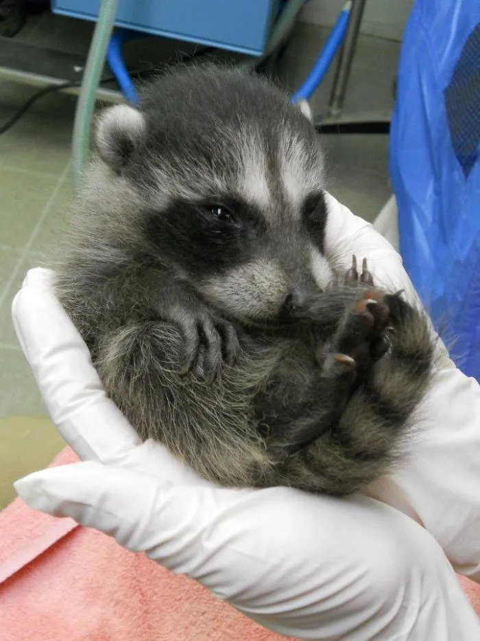 86 Trash Panda Pics That Prove They're The Cutest Animal In The World