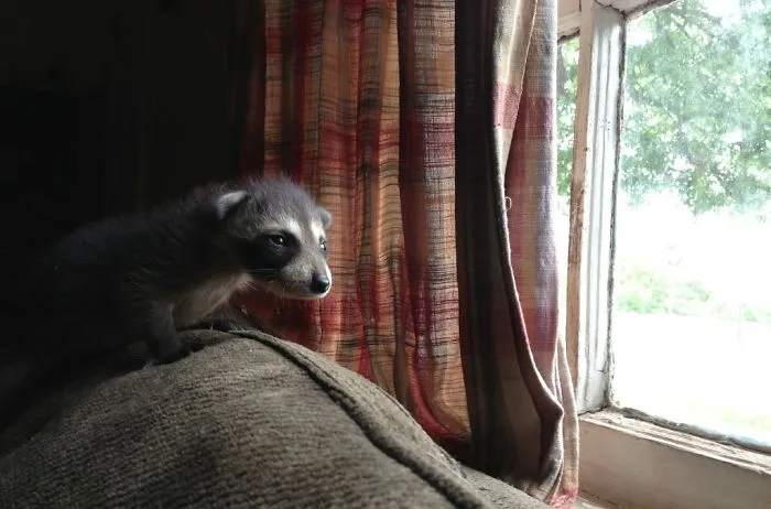 86 Trash Panda Pics That Prove They're The Cutest Animal In The World