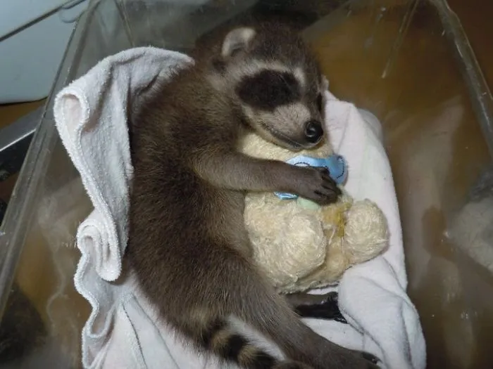 10+ Fotos de mapaches  que demuestran que son unos de los animales más adorables del mundo