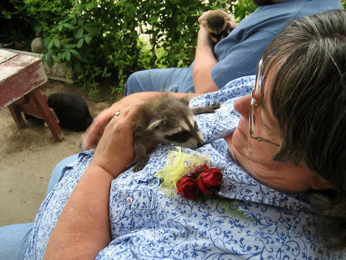 86 Trash Panda Pics That Prove They're The Cutest Animal In The World