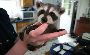 86 Trash Panda Pics That Prove They're The Cutest Animal In The World