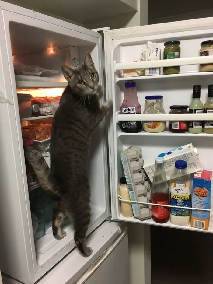 Caught The Little D**khead Red Handed