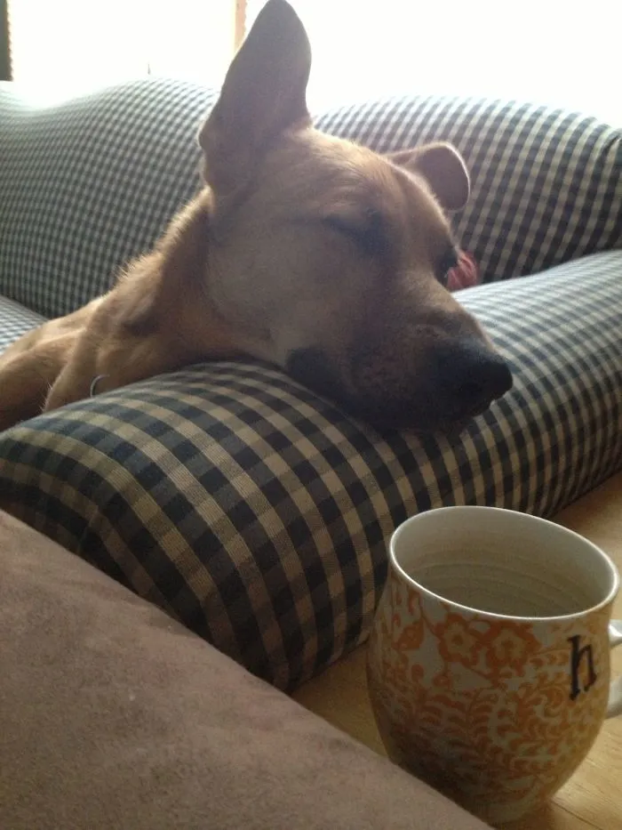 Scout, Pretending To Be Asleep To Get Closer To Stealing My Breakfast (Look At His Left Eye)