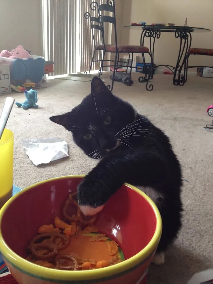 Just My Fat Cat Stealing My Munchies