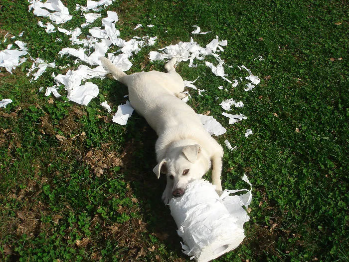 Now That My Cake Has Appeared, Here Is My Dog Stealing Our Roll Of Paper Towel