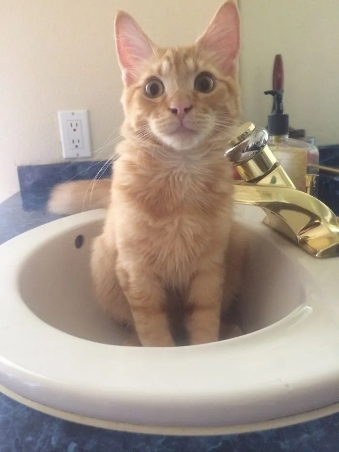 After Two Weeks I Finally Caught Who Was Stealing The Drain Stopper To My Sink. He Knows He's Been Found Out