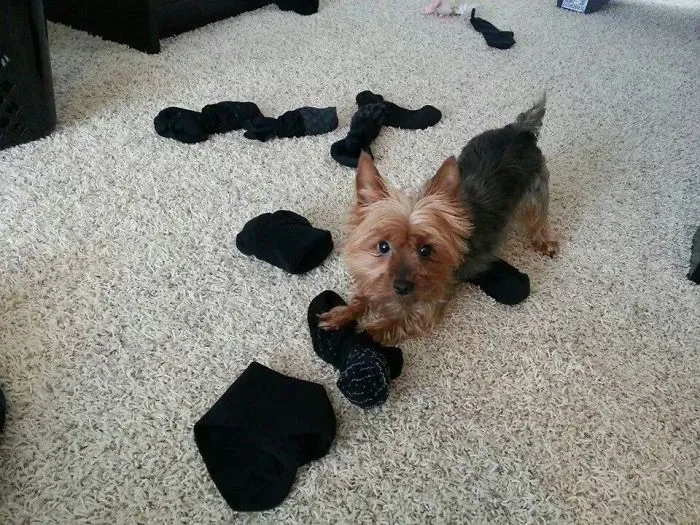 My Little Sock Stealing Nugget