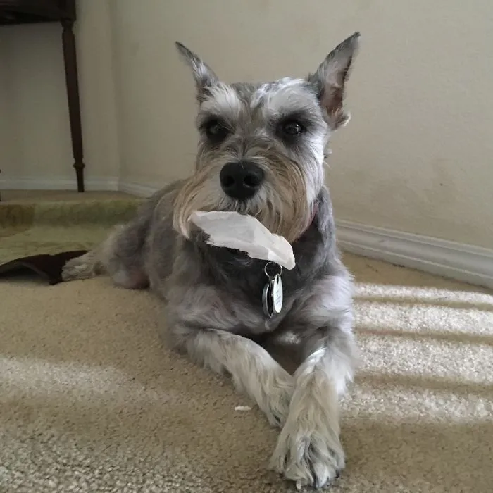 "I Don't Know What You're Talking About... I Didn't Take The Toilet Paper..." Meet Samantha The Toilet Paper Stealing Schnauzer