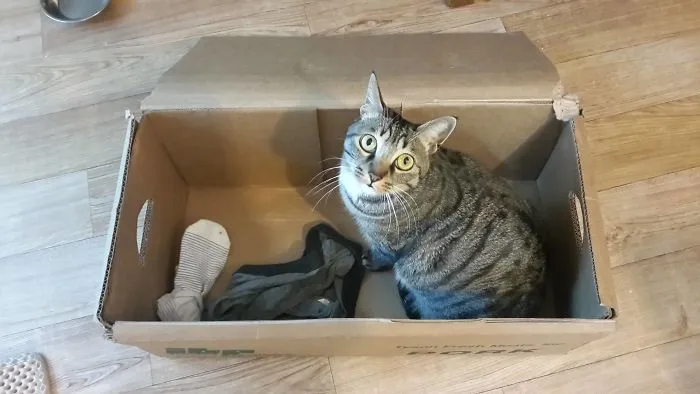Clearly, She Doesn't Think She's Weird For Stealing My Socks And Undies