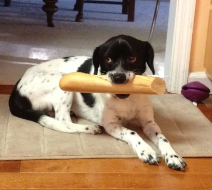 My Boy Elwood, Looking Guilty After Stealing A Baguette