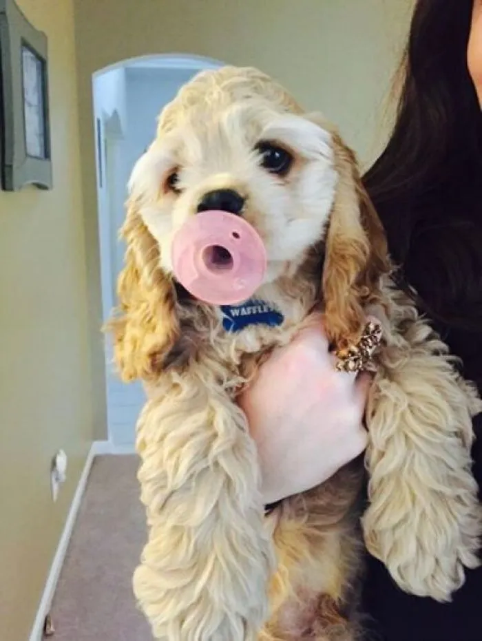 We're Always Catching Him Stealing My Niece's Pacifiers