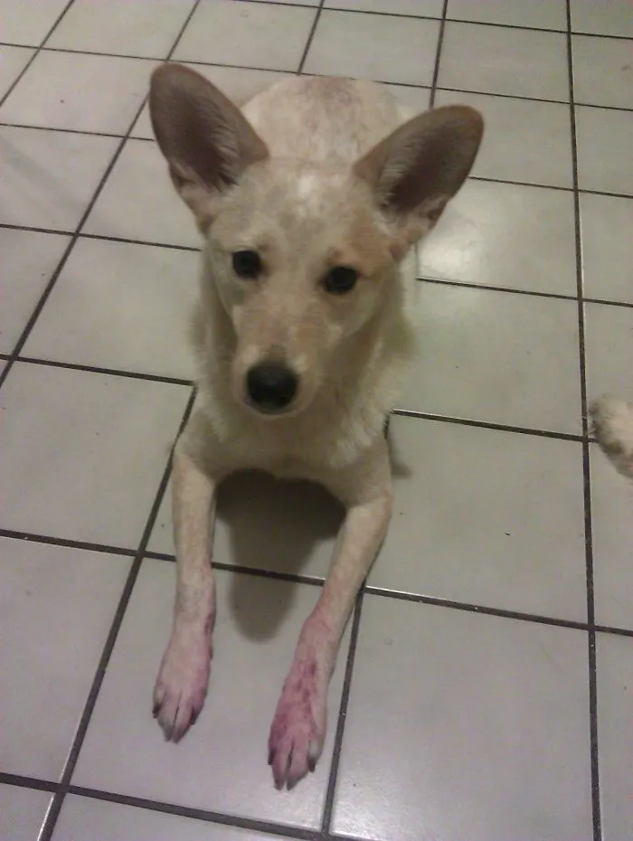 We Came Home To Find That One Of The Dogs Had Eaten A Red Pen. However, We Couldn't Figure Out Who It Was... That Is, Until We Caught Kitsu Red-Handed.
