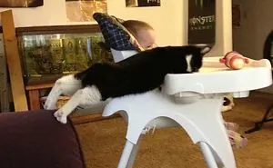 236 Times Pets Were Caught Red-Handed