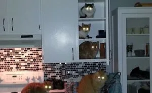 236 Times Pets Were Caught Red-Handed