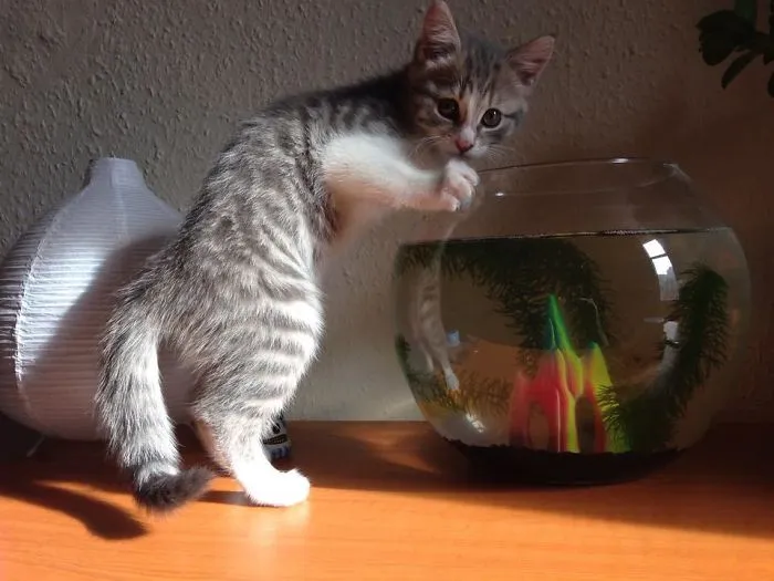 Busted Kitten