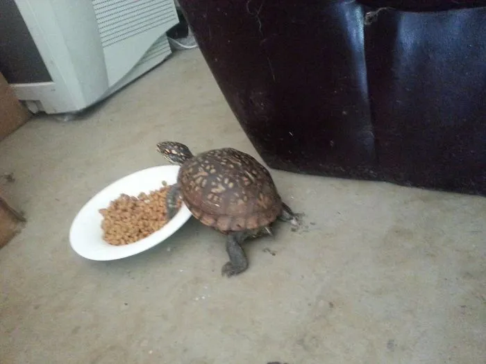 Alguien le estaba robando la comida al gato y dejando cacas misteriosas en el garaje. Al fin pillé al culpable, pero no esperaba esto