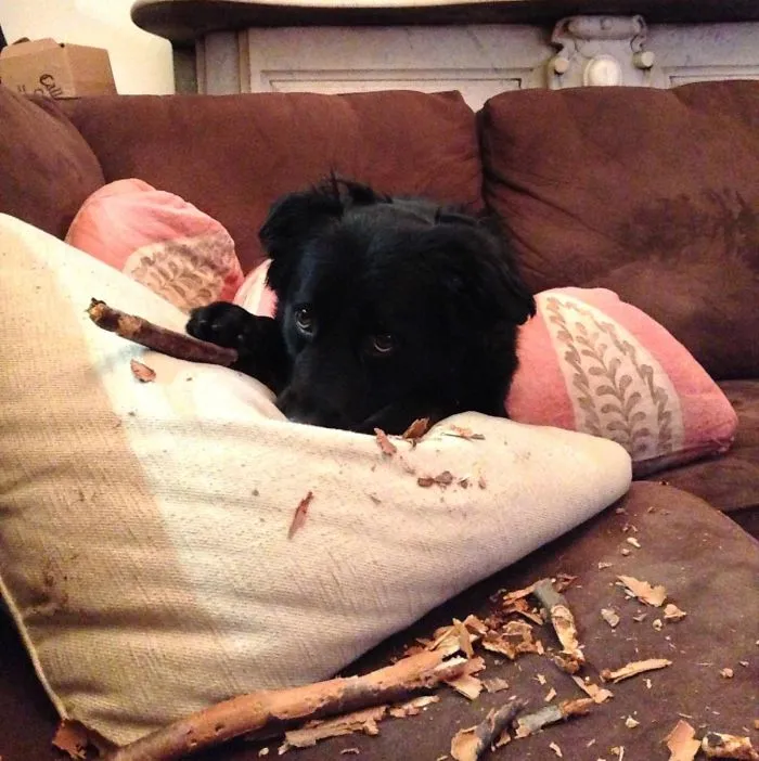 My Pup Just Got Seriously Busted, And He Knows It