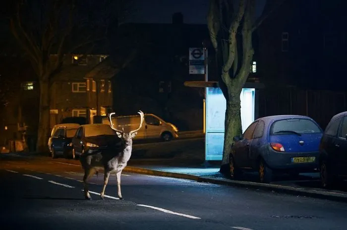 Deer, London, Uk
