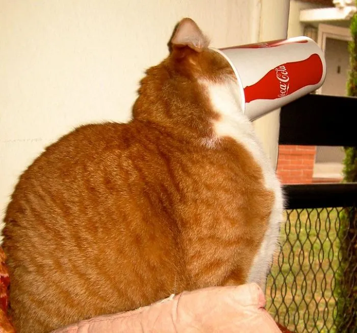 My Cat Was Trying To Get The Water From My Cup And Got Stuck.