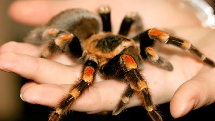 10+ Weirdest Fears/phobia's