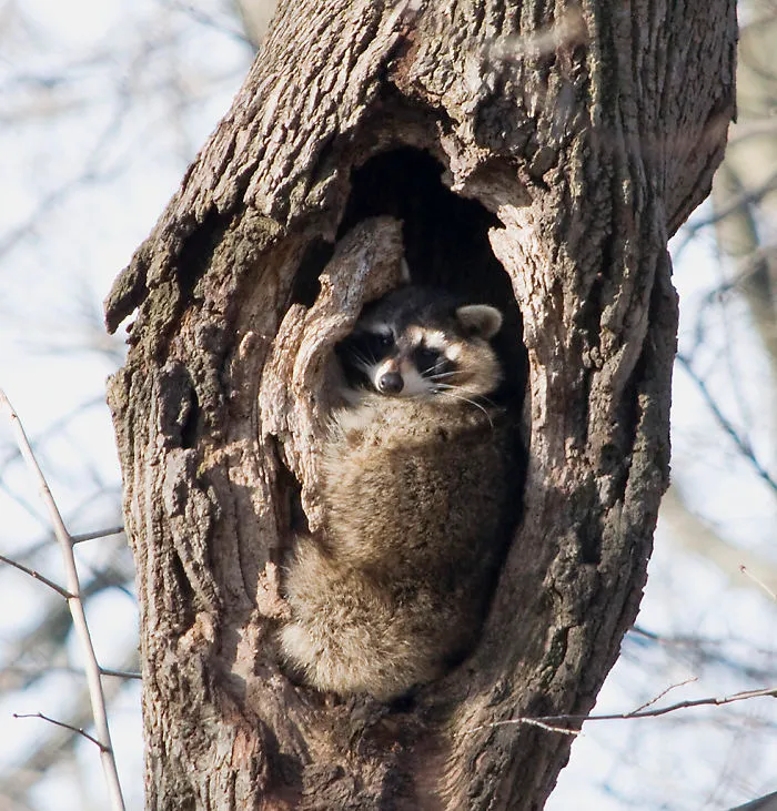 86 Trash Panda Pics That Prove They're The Cutest Animal In The World