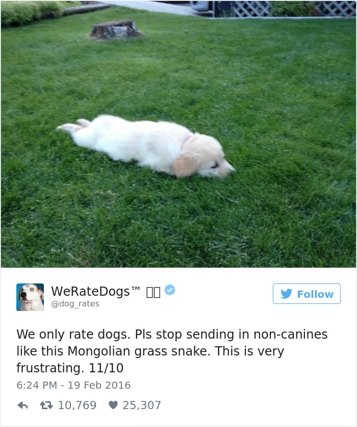 41 Times People Failed To Send Dog Pics To 'We Rate Dogs' Twitter