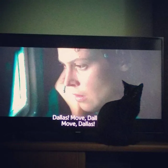 My Cat Zuzi Loves To Stay In Front Of The Tv