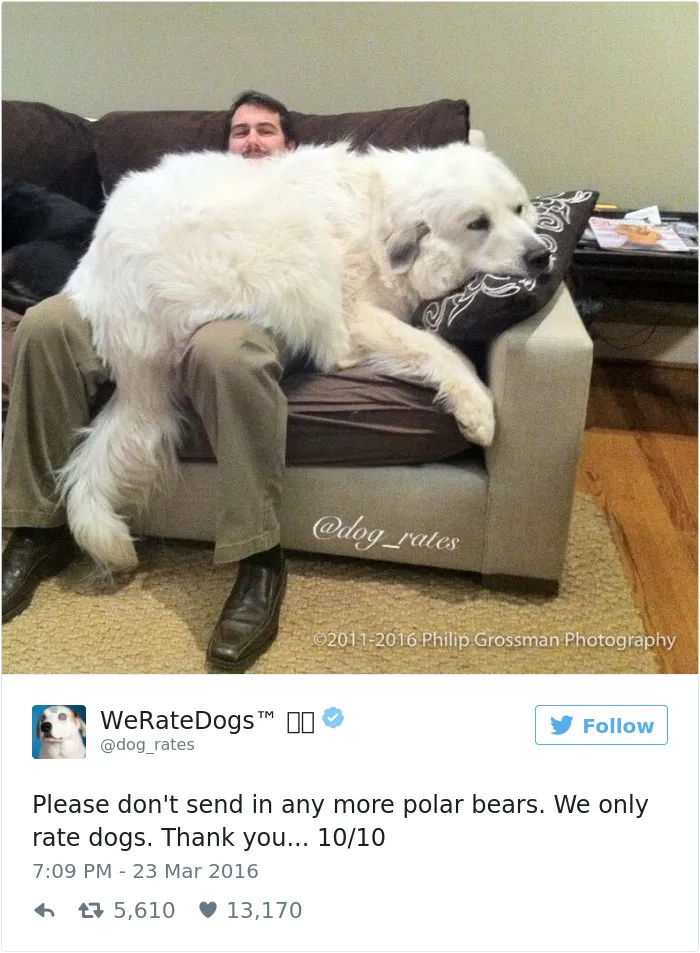 41 Times People Failed To Send Dog Pics To 'We Rate Dogs' Twitter