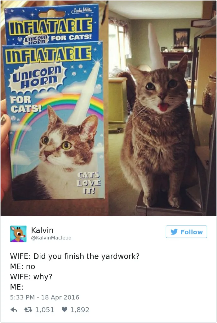 Cat wearing an inflatable unicorn horn and sticking tongue out, showing a humorous side of marriage distractions.
