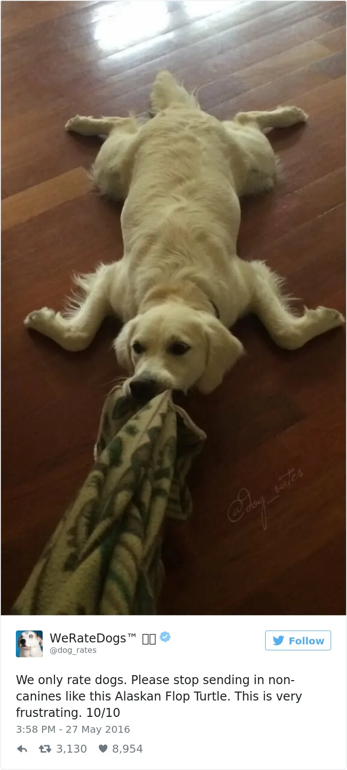 41 Times People Failed To Send Dog Pics To 'We Rate Dogs' Twitter