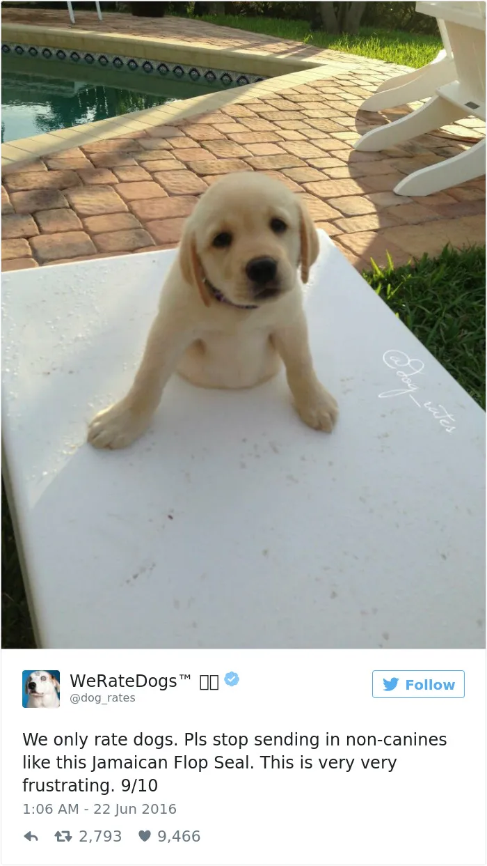 41 Times People Failed To Send Dog Pics To 'We Rate Dogs' Twitter