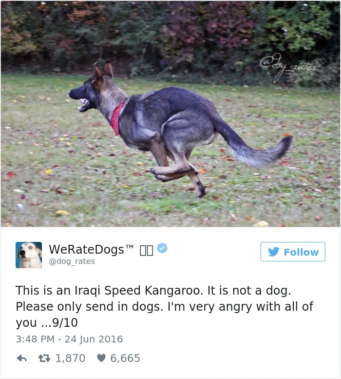 41 Times People Failed To Send Dog Pics To 'We Rate Dogs' Twitter