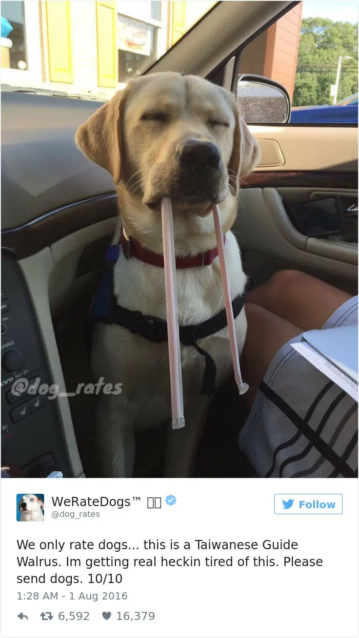 41 Times People Failed To Send Dog Pics To 'We Rate Dogs' Twitter