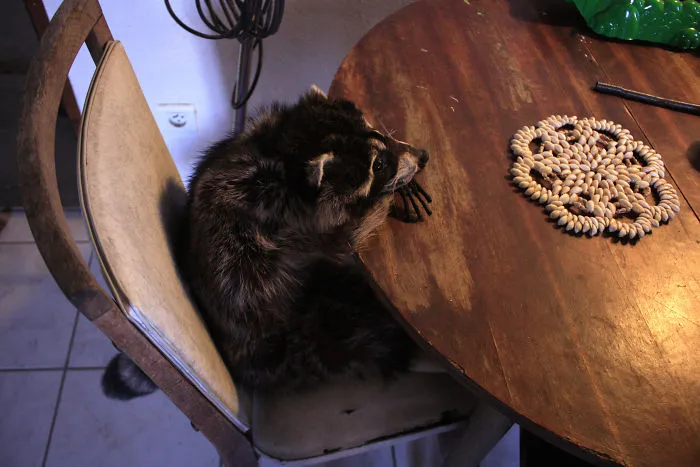 86 Trash Panda Pics That Prove They're The Cutest Animal In The World