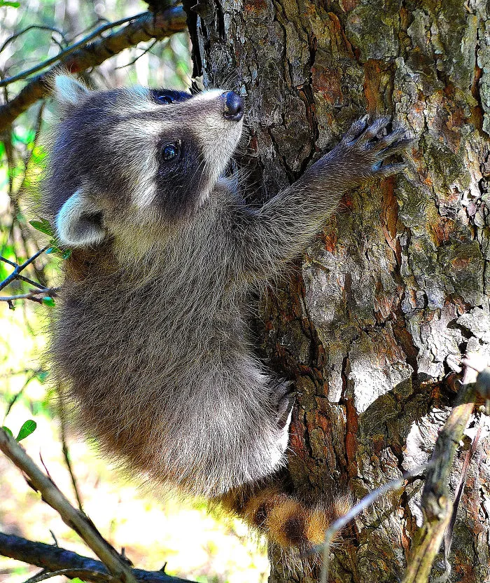 86 Trash Panda Pics That Prove They're The Cutest Animal In The World