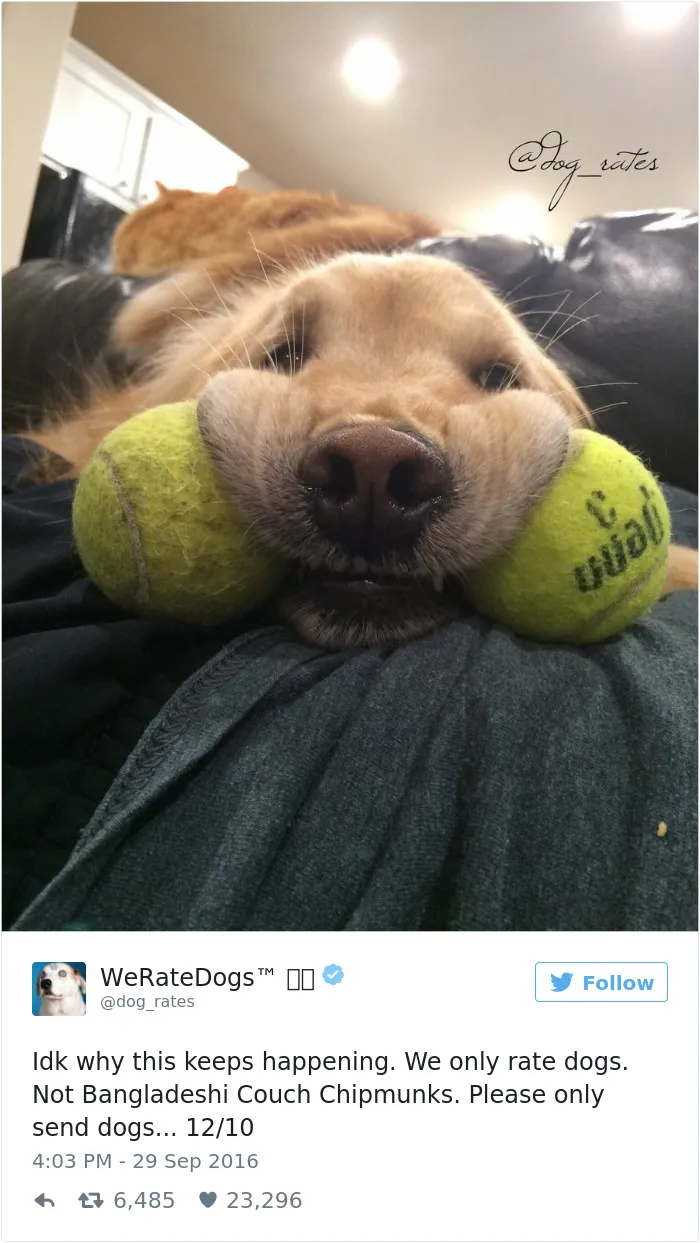 41 Times People Failed To Send Dog Pics To 'We Rate Dogs' Twitter