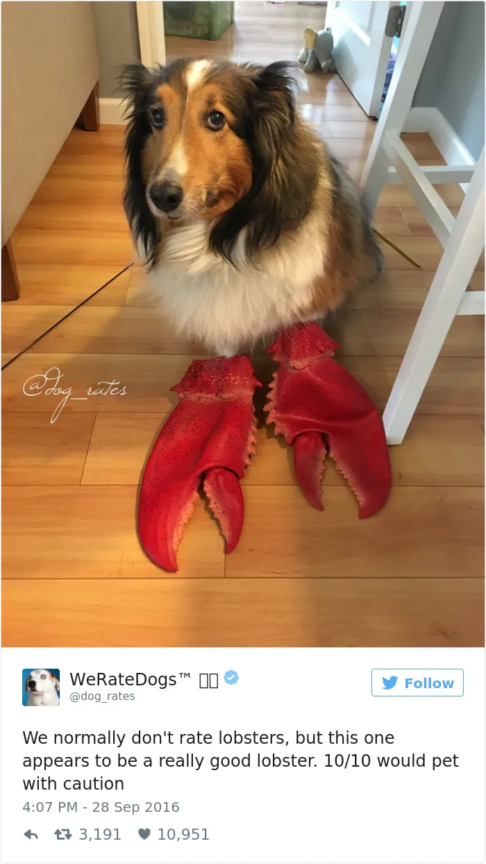 Not A Dog